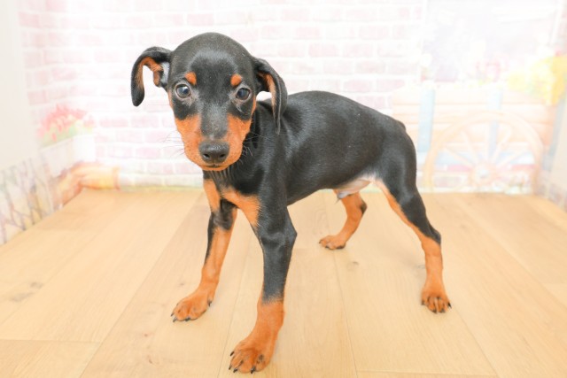 福島県のミニチュアピンシャー (Coo&RIKU郡山店/2026年3月18日生まれ/男の子/ブラックタン)の子犬の2枚目の画像