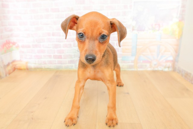岩手県のミニチュアピンシャー (Coo&RIKU一関店/2026年3月18日生まれ/女の子/レッド)の子犬の1枚目の画像
