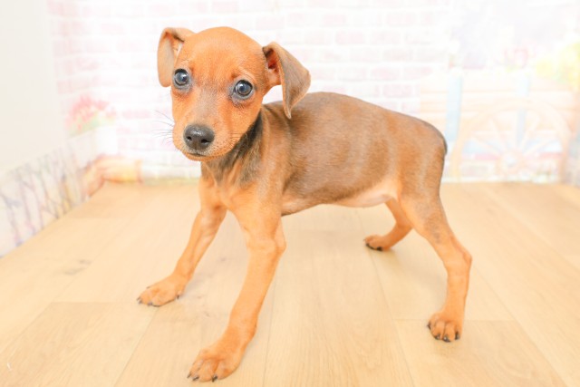 岩手県のミニチュアピンシャー (Coo&RIKU一関店/2026年3月18日生まれ/女の子/レッド)の子犬の2枚目の画像