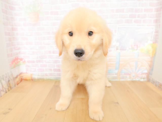 埼玉県のゴールデンレトリバー (Coo&RIKU岩槻店/2026年3月20日生まれ/男の子/ゴールド)の子犬の1枚目の画像