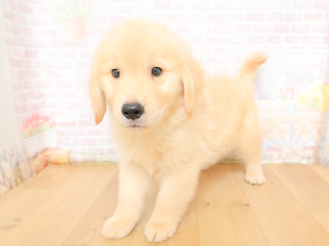 埼玉県のゴールデンレトリバー (Coo&RIKU岩槻店/2026年3月20日生まれ/男の子/ゴールド)の子犬の2枚目の画像