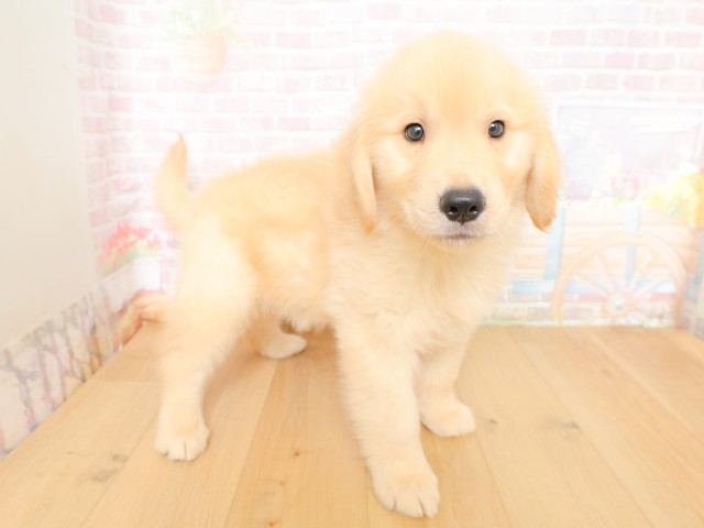 埼玉県のゴールデンレトリバー (Coo&RIKU岩槻店/2026年3月20日生まれ/男の子/ゴールド)の子犬の3枚目の画像