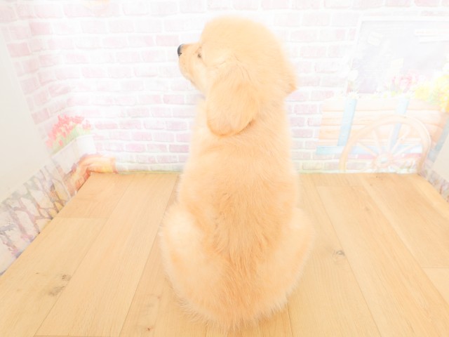 埼玉県のゴールデンレトリバー (Coo&RIKU岩槻店/2026年3月20日生まれ/男の子/ゴールド)の子犬の4枚目の画像
