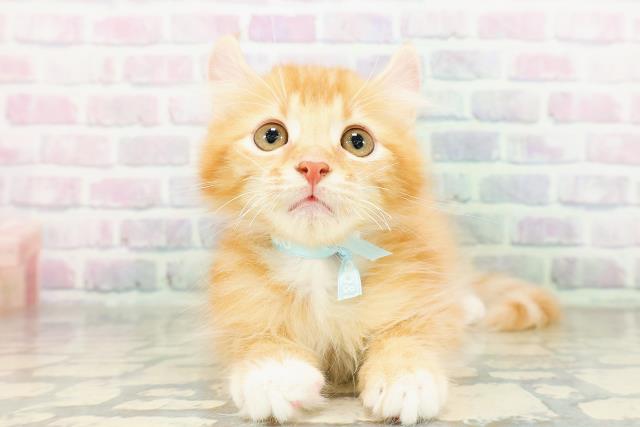 北海道のアメリカンカール (Coo&RIKU函館店/2026年3月2日生まれ/男の子/レッドマッカレルタビー)の子猫の1枚目の画像
