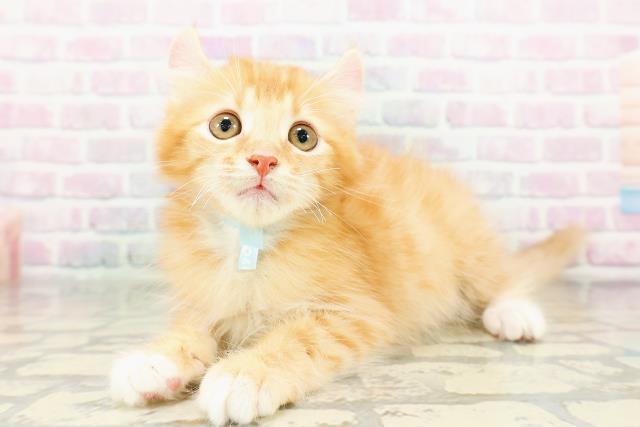 北海道のアメリカンカール (Coo&RIKU函館店/2026年3月2日生まれ/男の子/レッドマッカレルタビー)の子猫の2枚目の画像