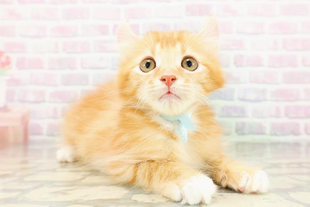北海道のアメリカンカール (Coo&RIKU函館店/2026年3月2日生まれ/男の子/レッドマッカレルタビー)の子猫の3枚目の画像