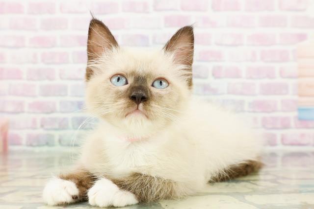新潟県のラグドール (Coo&RIKU長岡店/2026年2月22日生まれ/女の子/シールポイントミテッド)の子猫の2枚目の画像