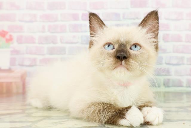 新潟県のラグドール (Coo&RIKU長岡店/2026年2月22日生まれ/女の子/シールポイントミテッド)の子猫の3枚目の画像