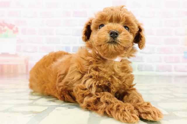 東京都のトイプードル(トイ) (Coo&RIKU阿佐ヶ谷店/2026年3月21日生まれ/女の子/レッド)の子犬の3枚目の画像