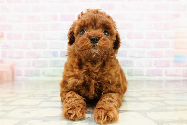東京都のトイプードル(トイ) (Coo&RIKU大久保店/2026年3月21日生まれ/女の子/レッド)の子犬の1枚目の画像