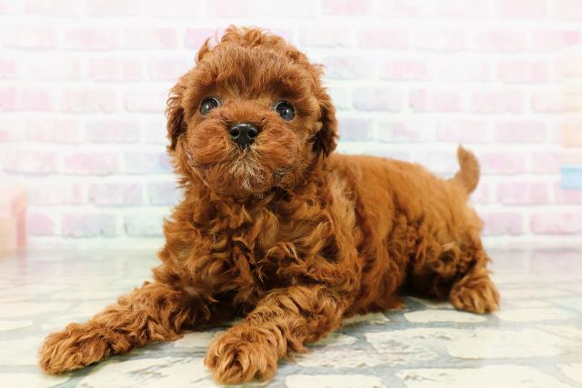 東京都のトイプードル(トイ) (Coo&RIKU大久保店/2026年3月21日生まれ/女の子/レッド)の子犬の2枚目の画像