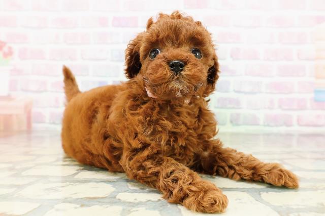 東京都のトイプードル(トイ) (Coo&RIKU大久保店/2026年3月21日生まれ/女の子/レッド)の子犬の3枚目の画像