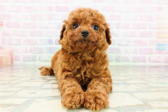 東京都のトイプードル(トイ) (Coo&RIKU自由が丘店/2026年3月20日生まれ/男の子/レッド)の子犬の1枚目の画像
