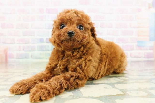 東京都のトイプードル(トイ) (Coo&RIKU自由が丘店/2026年3月20日生まれ/男の子/レッド)の子犬の2枚目の画像