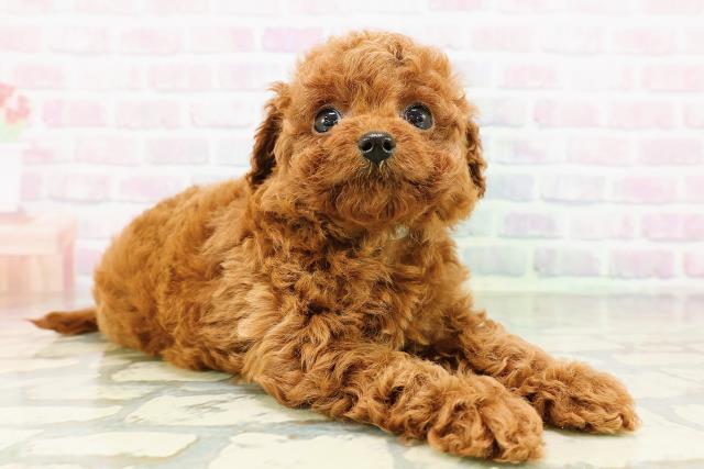 東京都のトイプードル(トイ) (Coo&RIKU自由が丘店/2026年3月20日生まれ/男の子/レッド)の子犬の3枚目の画像
