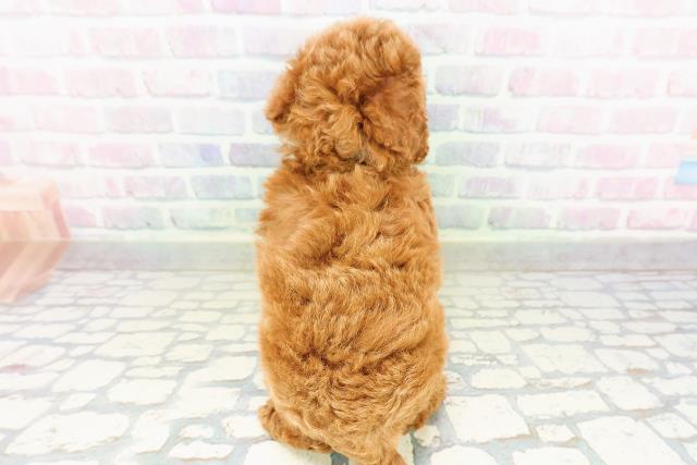 東京都のトイプードル(トイ) (Coo&RIKU自由が丘店/2026年3月20日生まれ/男の子/レッド)の子犬の4枚目の画像