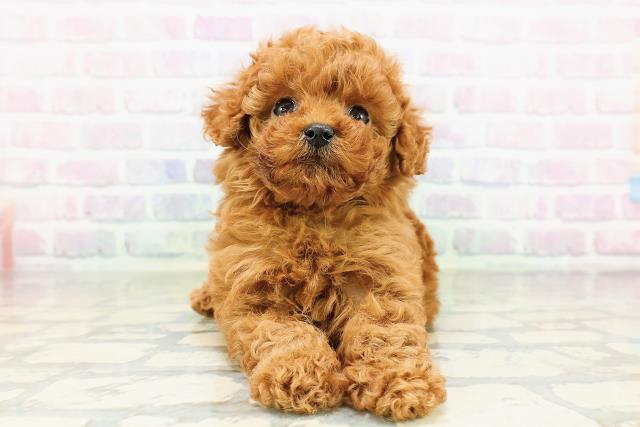 東京都のトイプードル(トイ) (Coo&RIKU中野サンモール店/2026年3月20日生まれ/男の子/レッド)の子犬の1枚目の画像