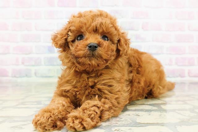 東京都のトイプードル(トイ) (Coo&RIKU中野サンモール店/2026年3月20日生まれ/男の子/レッド)の子犬の2枚目の画像