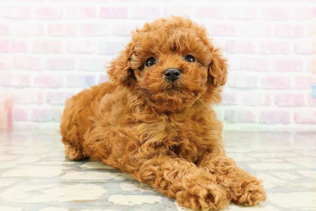 東京都のトイプードル(トイ) (Coo&RIKU中野サンモール店/2026年3月20日生まれ/男の子/レッド)の子犬の3枚目の画像