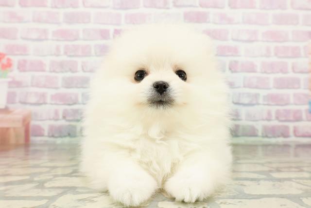 山形県のポメラニアン (Coo&RIKUイオンタウン酒田店/2026年3月20日生まれ/女の子/クリーム)の子犬の1枚目の画像