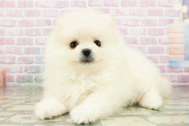山形県のポメラニアン (Coo&RIKUイオンタウン酒田店/2026年3月20日生まれ/女の子/クリーム)の子犬の2枚目の画像