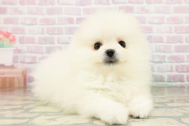 山形県のポメラニアン (Coo&RIKUイオンタウン酒田店/2026年3月20日生まれ/女の子/クリーム)の子犬の3枚目の画像