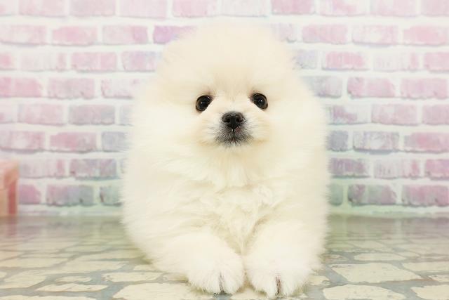 東京都のポメラニアン (Coo&RIKU中野サンモール店/2026年3月20日生まれ/女の子/クリーム)の子犬の1枚目の画像