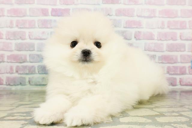 東京都のポメラニアン (Coo&RIKU中野サンモール店/2026年3月20日生まれ/女の子/クリーム)の子犬の2枚目の画像