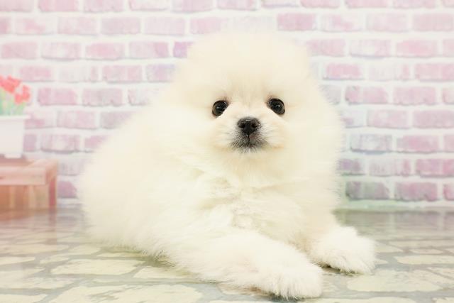 東京都のポメラニアン (Coo&RIKU中野サンモール店/2026年3月20日生まれ/女の子/クリーム)の子犬の3枚目の画像