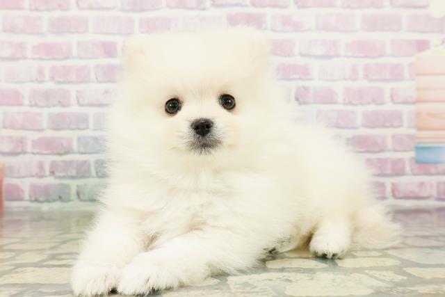 長野県のポメラニアン (Coo&RIKU綿半中野店/2026年3月20日生まれ/男の子/クリーム)の子犬の2枚目の画像