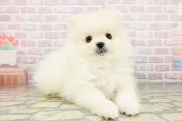 長野県のポメラニアン (Coo&RIKU綿半中野店/2026年3月20日生まれ/男の子/クリーム)の子犬の3枚目の画像