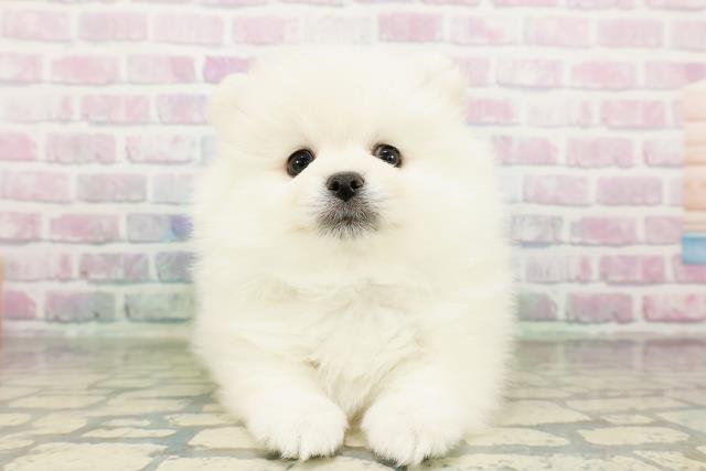 新潟県のポメラニアン (Coo&RIKUイオンモール新発田店/2026年3月20日生まれ/男の子/クリーム)の子犬の1枚目の画像