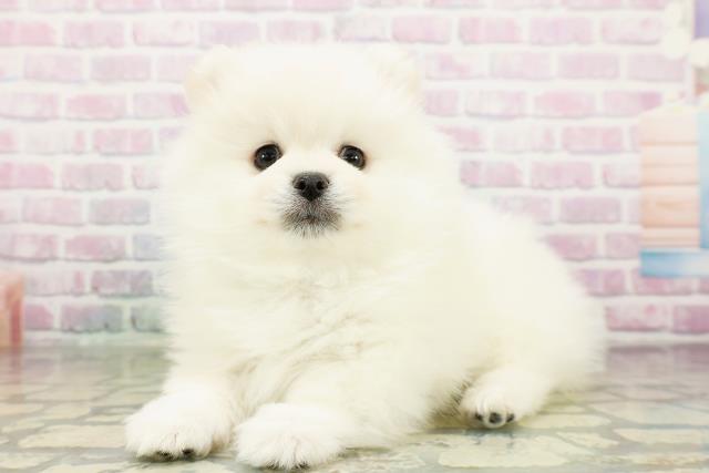 新潟県のポメラニアン (Coo&RIKUイオンモール新発田店/2026年3月20日生まれ/男の子/クリーム)の子犬の2枚目の画像
