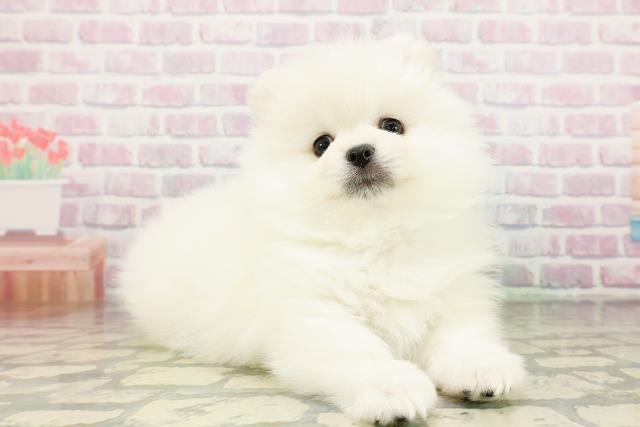 新潟県のポメラニアン (Coo&RIKUイオンモール新発田店/2026年3月20日生まれ/男の子/クリーム)の子犬の3枚目の画像