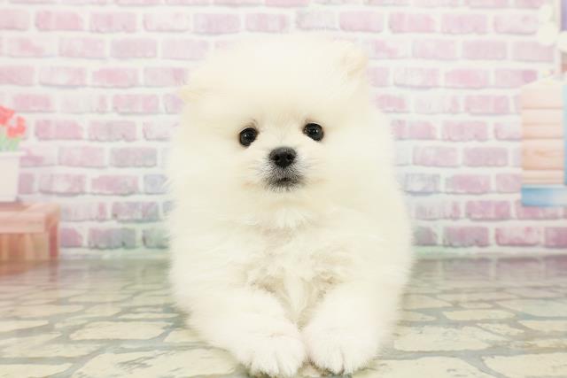 青森県のポメラニアン (Coo&RIKU青森店/2026年3月20日生まれ/男の子/クリーム)の子犬の1枚目の画像