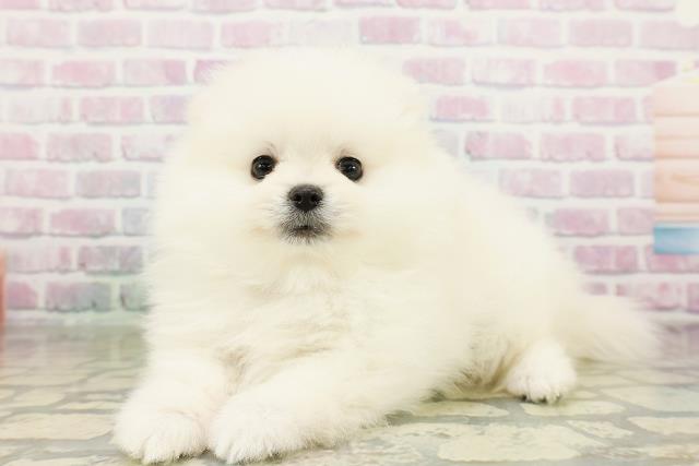 青森県のポメラニアン (Coo&RIKU青森店/2026年3月20日生まれ/男の子/クリーム)の子犬の2枚目の画像