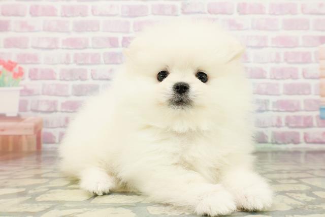 青森県のポメラニアン (Coo&RIKU青森店/2026年3月20日生まれ/男の子/クリーム)の子犬の3枚目の画像