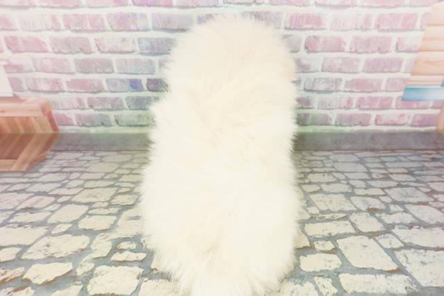 青森県のポメラニアン (Coo&RIKU青森店/2026年3月20日生まれ/男の子/クリーム)の子犬の4枚目の画像