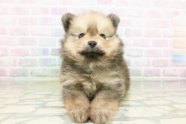 青森県のポメラニアン (Coo&RIKU八戸店/2026年3月22日生まれ/女の子/オレンジ)の子犬の1枚目の画像
