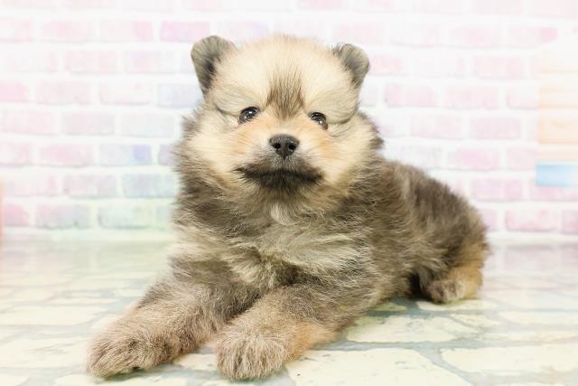 青森県のポメラニアン (Coo&RIKU八戸店/2026年3月22日生まれ/女の子/オレンジ)の子犬の2枚目の画像