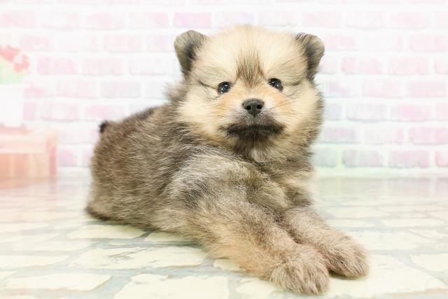 青森県のポメラニアン (Coo&RIKU八戸店/2026年3月22日生まれ/女の子/オレンジ)の子犬の3枚目の画像