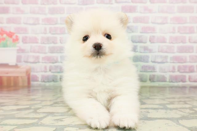 青森県のポメラニアン (Coo&RIKU弘前店/2026年3月22日生まれ/男の子/クリーム)の子犬の1枚目の画像