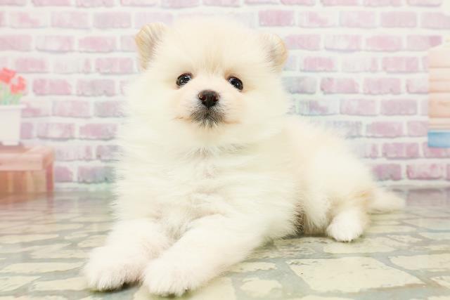 青森県のポメラニアン (Coo&RIKU弘前店/2026年3月22日生まれ/男の子/クリーム)の子犬の2枚目の画像