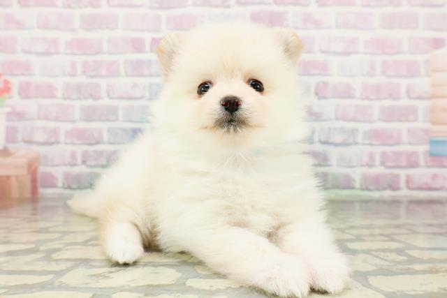 青森県のポメラニアン (Coo&RIKU弘前店/2026年3月22日生まれ/男の子/クリーム)の子犬の3枚目の画像