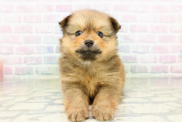 千葉県のポメラニアン (Coo&RIKUコメリパワー旭店/2026年3月22日生まれ/男の子/オレンジ)の子犬の1枚目の画像