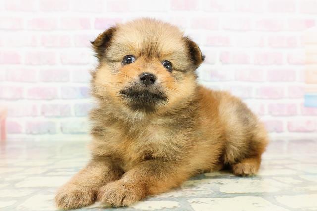千葉県のポメラニアン (Coo&RIKUコメリパワー旭店/2026年3月22日生まれ/男の子/オレンジ)の子犬の2枚目の画像