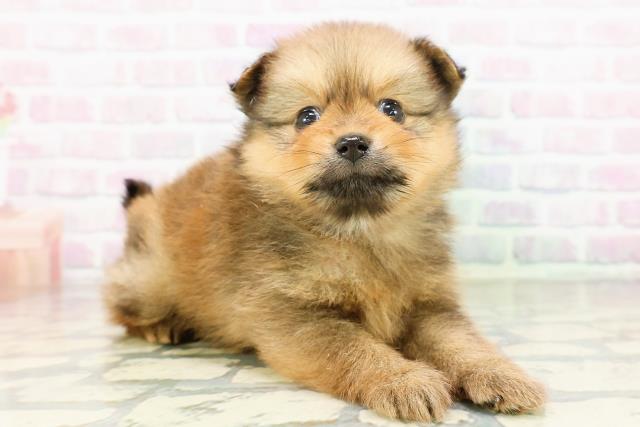 千葉県のポメラニアン (Coo&RIKUコメリパワー旭店/2026年3月22日生まれ/男の子/オレンジ)の子犬の3枚目の画像