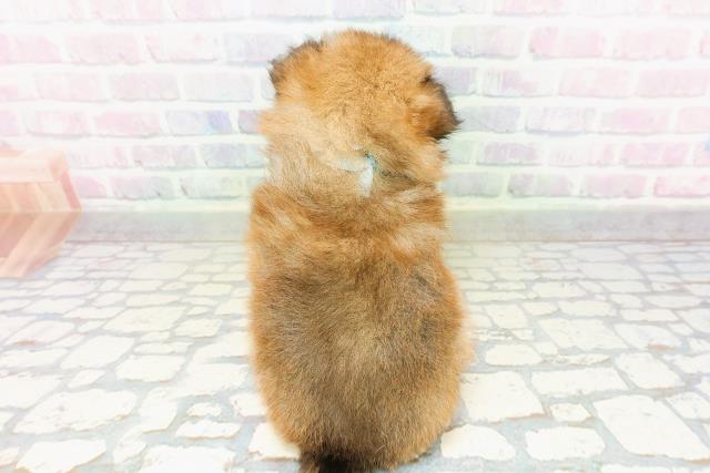 千葉県のポメラニアン (Coo&RIKUコメリパワー旭店/2026年3月22日生まれ/男の子/オレンジ)の子犬の4枚目の画像