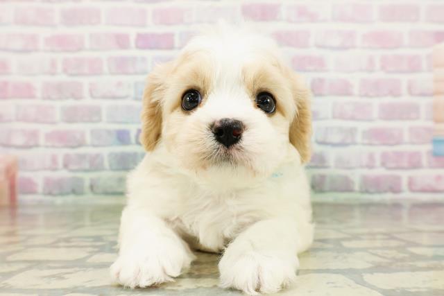 沖縄県のハーフ犬・ミックス犬 (Coo&RIKUイオン北谷店/2026年3月20日生まれ/男の子/ブレンハイム)の子犬の1枚目の画像