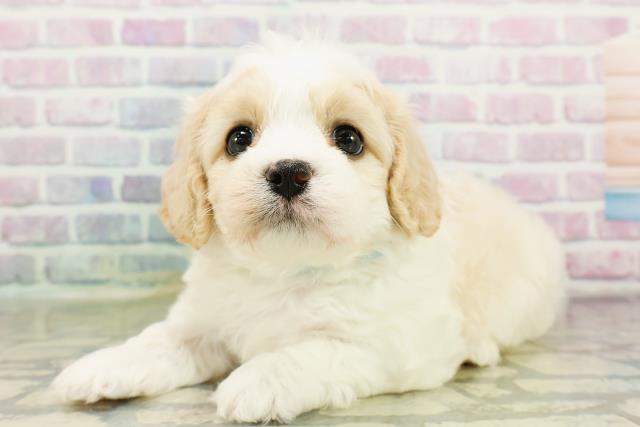 沖縄県のハーフ犬・ミックス犬 (Coo&RIKUイオン北谷店/2026年3月20日生まれ/男の子/ブレンハイム)の子犬の2枚目の画像